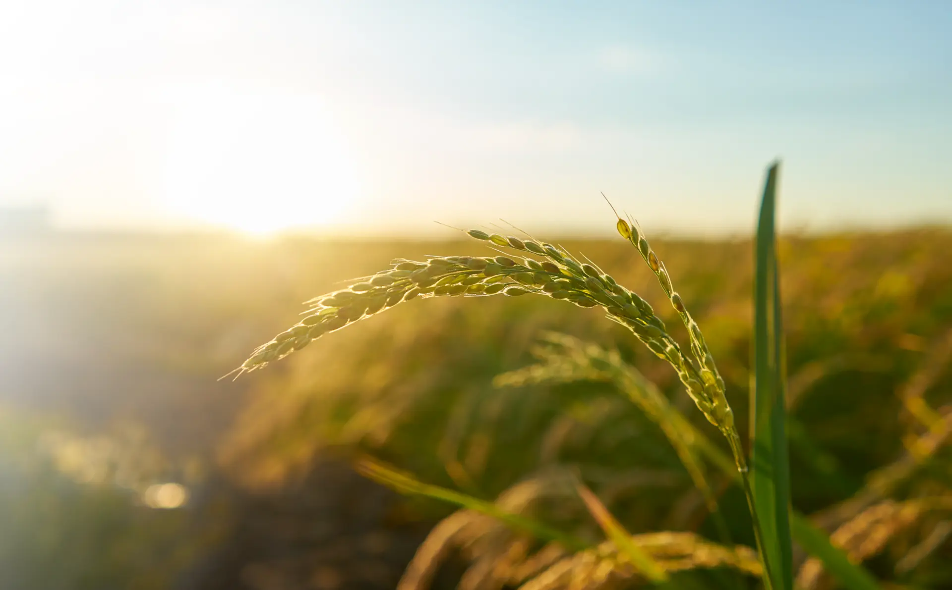 Arable Labs Streamlines Accounting with Scrubbed