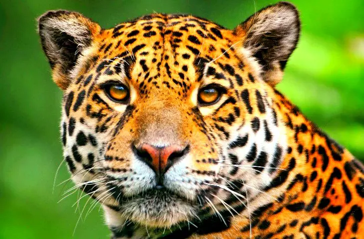 How Scrubbed Helps Jaguar Health Navigate Accounting Complexities in Life Sciences